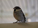 SX02912 Little birdie in Schiphol airport - House Sparrow (Passer Domesticus).jpg